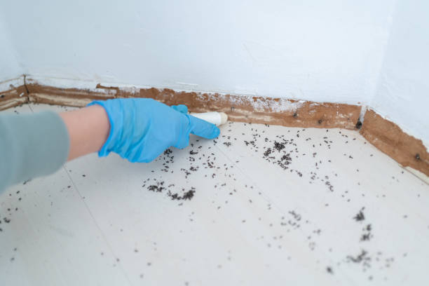 Best Termite Inspection and Treatment  in Old Jefferson, LA